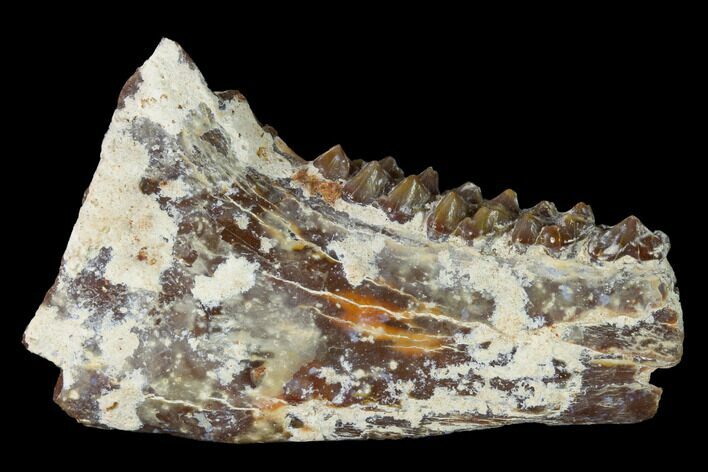 Eocene Ruminant (Phaneromeryx) Jaw Section - France #155948